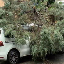 Şişli'de sağanak; 2 ağaç otomobilin üzerine devrildi