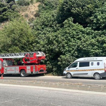 Koku sebebiyle yapılan kontrolde bulundu; incir ağacında korkunç manzara