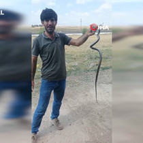 Siirt'te evine giren yılanı eliyle yakaladı