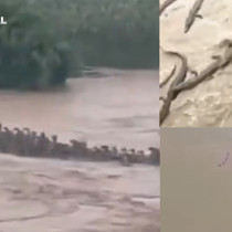 Çin’de sel felaketi kabusu! 900 zehirli yılan kaçtı, ortalık karıştı