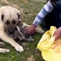 Kangal, çoban gelene kadar kırsalda doğan kuzuya kendi yavrusu gibi sahip çıktı