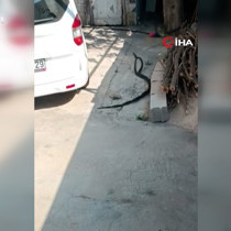 Evin bahçesinde görülen 2 karayılan çiftleşme dansı yaptı