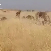 Şanlıurfa'da şaşırtan görüntüler kamerada!