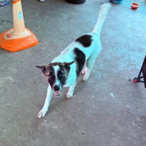 Akıllara durgunluk veren olay! Evcil köpek eve el bombası getirdi