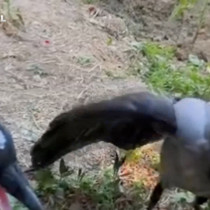 Şefkatle büyüttüğü kargalar onu kapıda karşılıyor