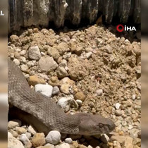 Tunceli'de görüntülenen koca engerek yılanı, uzunluğu ile şoke etti