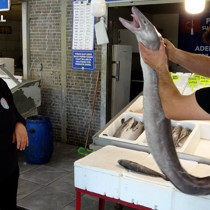 Mersin'de dev yılan balığı görenleri şaşırttı
