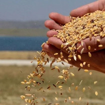 Toprak Mahsülleri Ofisi, 5 milyon tonluk hububat aldı