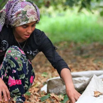 Fındık işçilerinin günlük yevmiyesi 1.750 TL'ye yükseldi