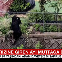 Tatlı krizine giren ayı mutfağa daldı