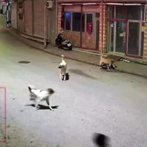 Ordu'da küçük çocuk sokak köpeklerinin saldırısına uğradı
