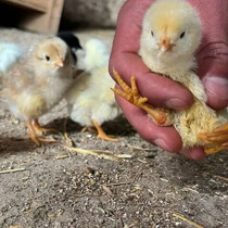 Kebapçı evlenen çırağına altın yerine 100 civciv hediye etti