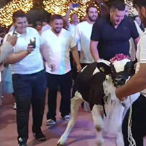 Takı töreninde damada dana hediye ettiler