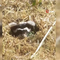 Nesli tükenme tehlikesiyle karşı karşıya olan 'Alaca sansarı' görüntüledi