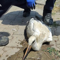 Sivas'ta sıcaktan baygınlık geçiren leyleğe yardım eli
