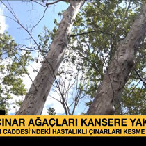166 yıllık çınar ağaçları kesilecek