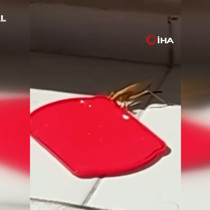 Burdur'da dev çekirgeyi kapta su ile beslediği anlar görüntülendi