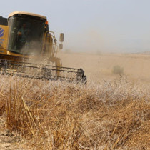 Hasat başladı: Tarlada kilosu 30-35 lira