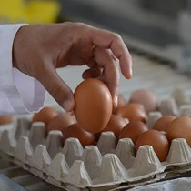 Yumurtada ölümcül salmonella şüphesi! Tonlarca ürün geri çağrıldı