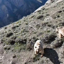 Erzincan'da ayı saldırısında yaralanan kişi ameliyata alındı