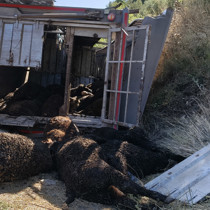 Mersin'de büyükbaş hayvan yüklü tır devrildi