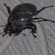 Tokat’ta gergedan böceği görüldü