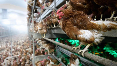 Kuş gribi kabusu geri döndü: Kümes hayvanı ithalatı durduruldu