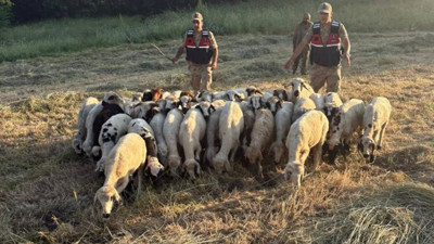 Tunceli’de kayıp küçükbaş hayvanlar dron desteğiyle bulundu