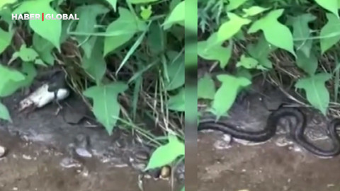 Artvin'de yılan balığı tek hamlede böyle yuttu