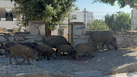 Bodrum'da gündüz vakti domuz sürüsü mahalleye indi
