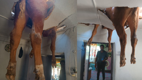 Yer Aydın... İneğin peşinden koşan boğa evin çatısına uçtu!
