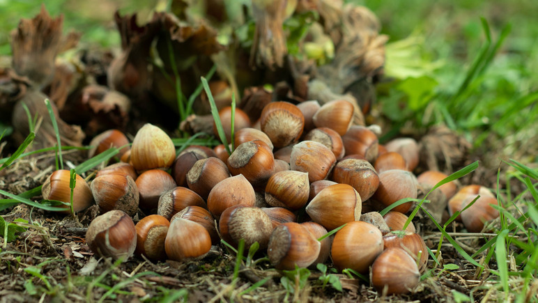 Ne kokarca böceği ne zirai don! Fiyat indirme planı geri tepti - Resim : 2