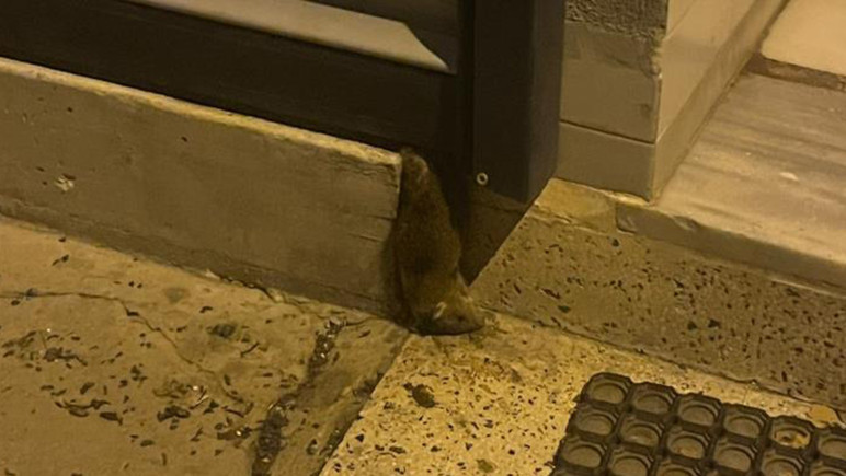 Dükkanı istila ettiler; vatandaşları isyan ettiren koku! - Resim : 1