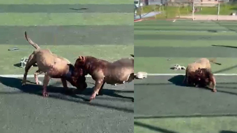 Futbol sahasında pitbullar birbirine saldırdı - Resim : 1