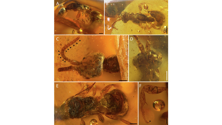 Fotoğraf: ScienceDirect