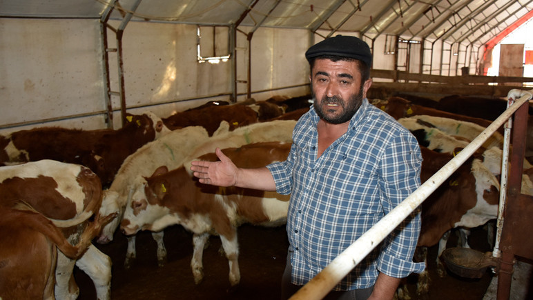 9 buzağı mangal kömürü üretim tesisinden yayılan dumandan öldü - Resim : 4