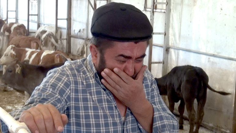 9 buzağı mangal kömürü üretim tesisinden yayılan dumandan öldü - Resim : 1