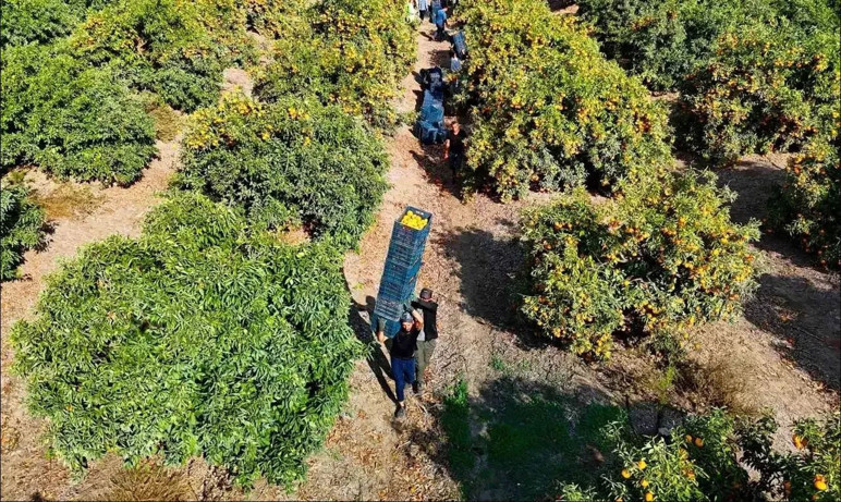 Adanalı çiftçiye grev darbesi! Milli servet dalında çürüdü - Resim : 1