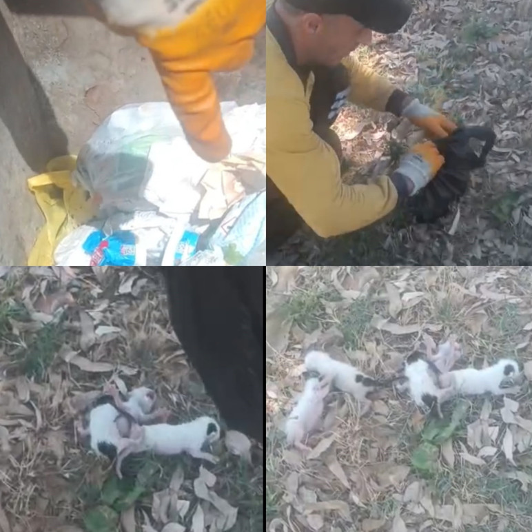 Çöpteki ağzı bağlı poşetten 5 yavru kedi çıktı!
