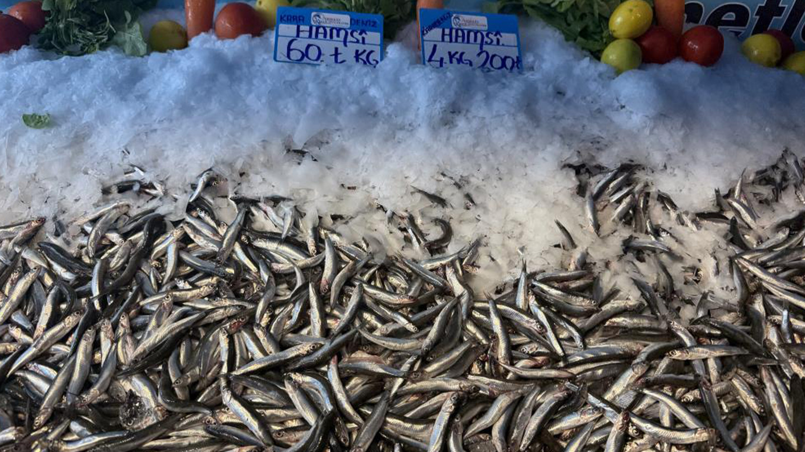 Tezgahlar şenlendi; 4 kilo hamsi 200 TL!