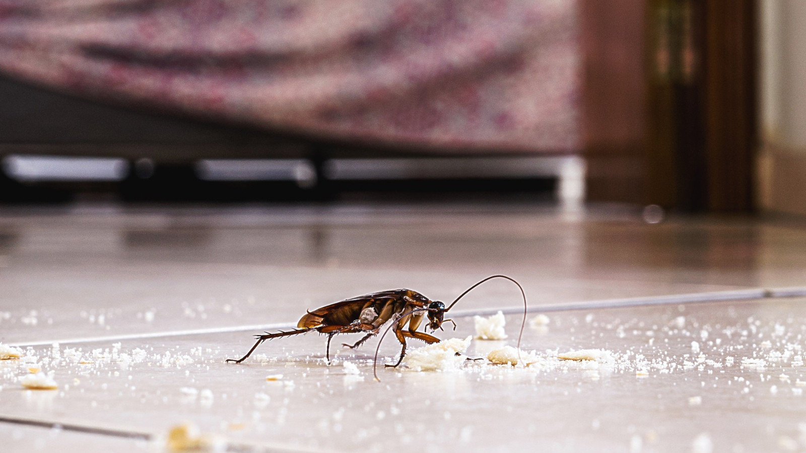 Tüm evi arayan bir tane bile bulamayacak! Bu yöntem tüm evdeki bütün böcekleri anında kovmaya yarıyormuş
