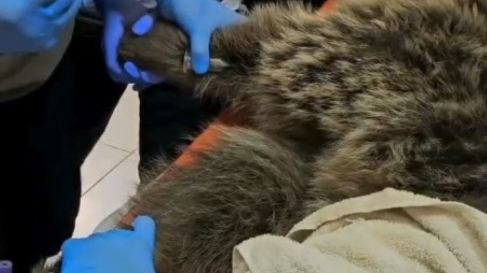 Yol kenarında perişan halde bulunan ayıdan haber var