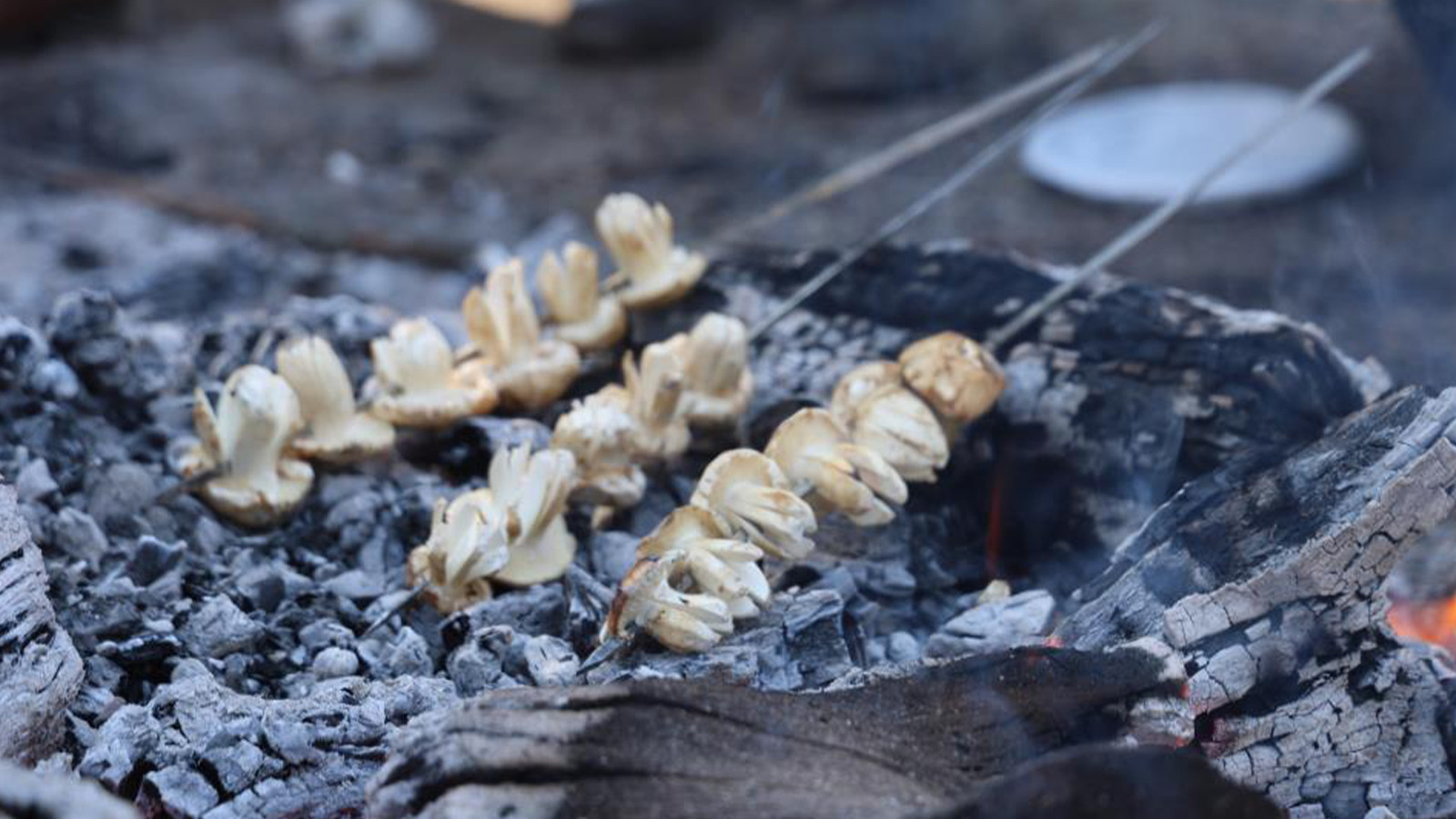 Kilosu 500 TL'ye satılıyor! Orman köylülerine mantar uyarısı!