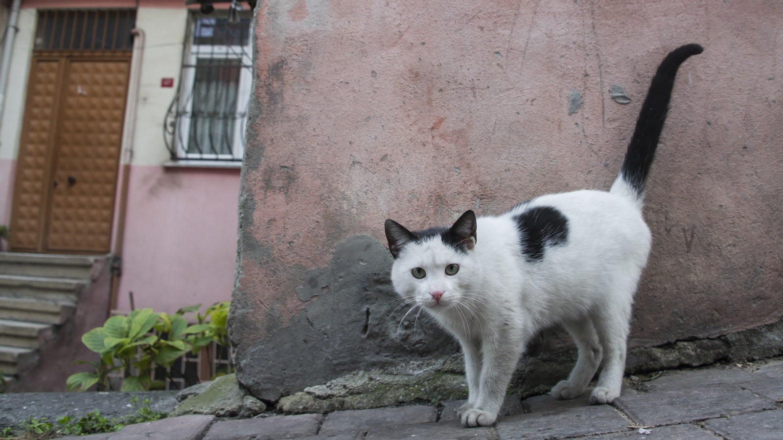 İspanyol turistin gözünden İstanbul: Lüks bir kedi oteli
