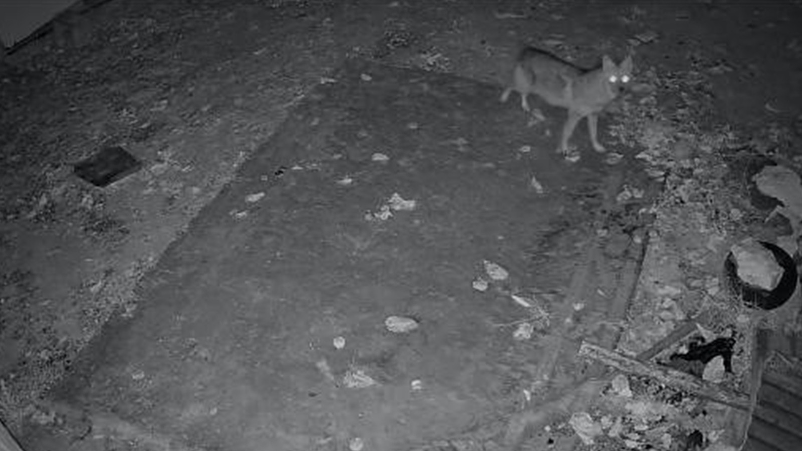 Adres Elazığ: Yiyecek arayan çakal güvenlik kamerasında