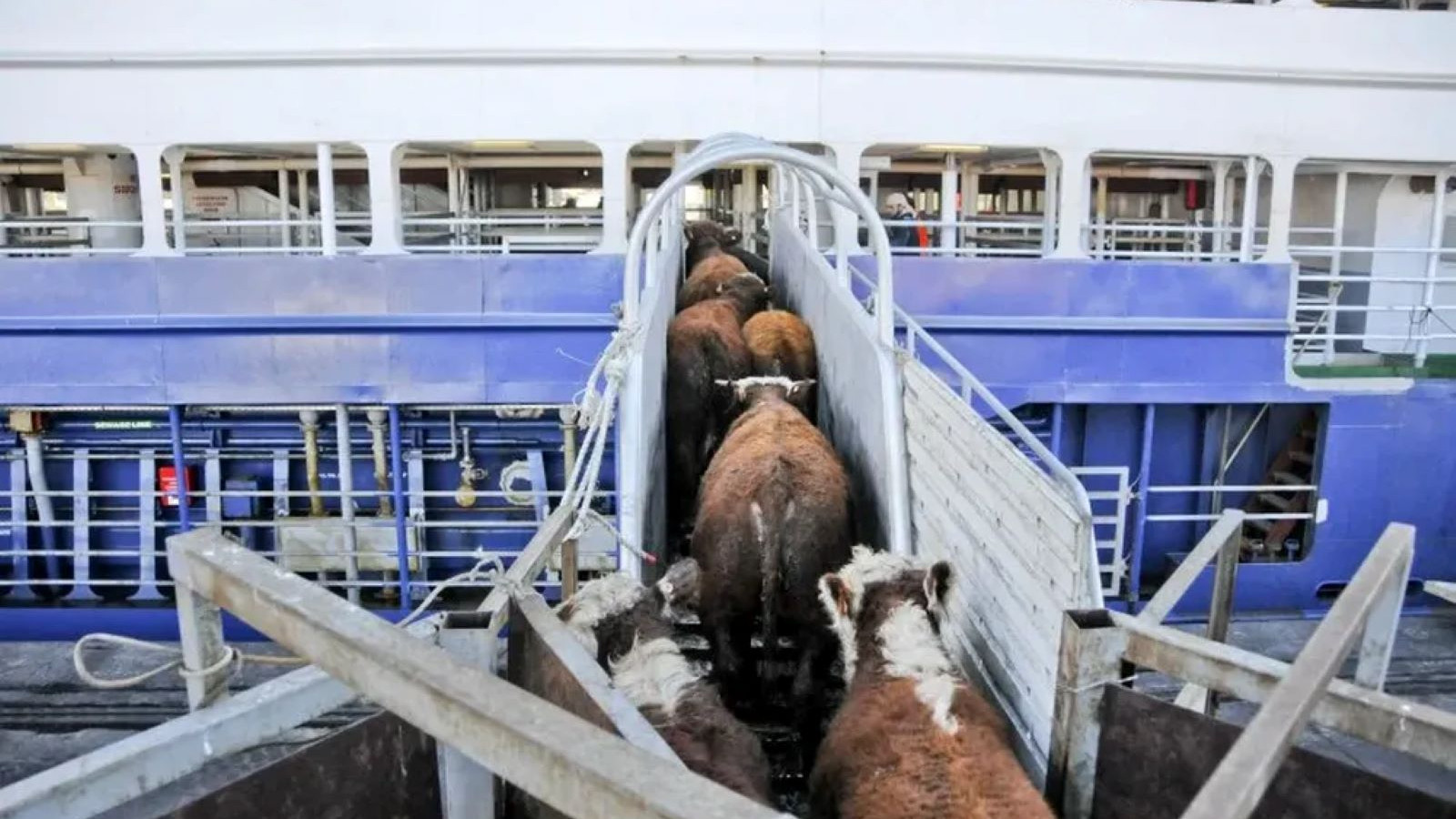 Bandırma Limanı'ndaki büyükbaş hayvanlarla ilgili Uruguay'dan açıklama geldi