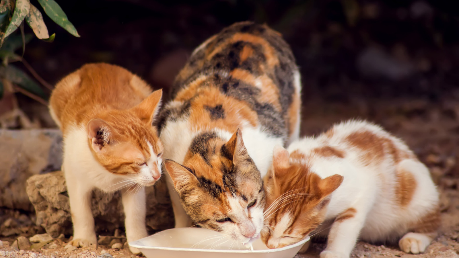 Kış kapıda bir kap su, bir avuç mama hayat kurtarıyor!