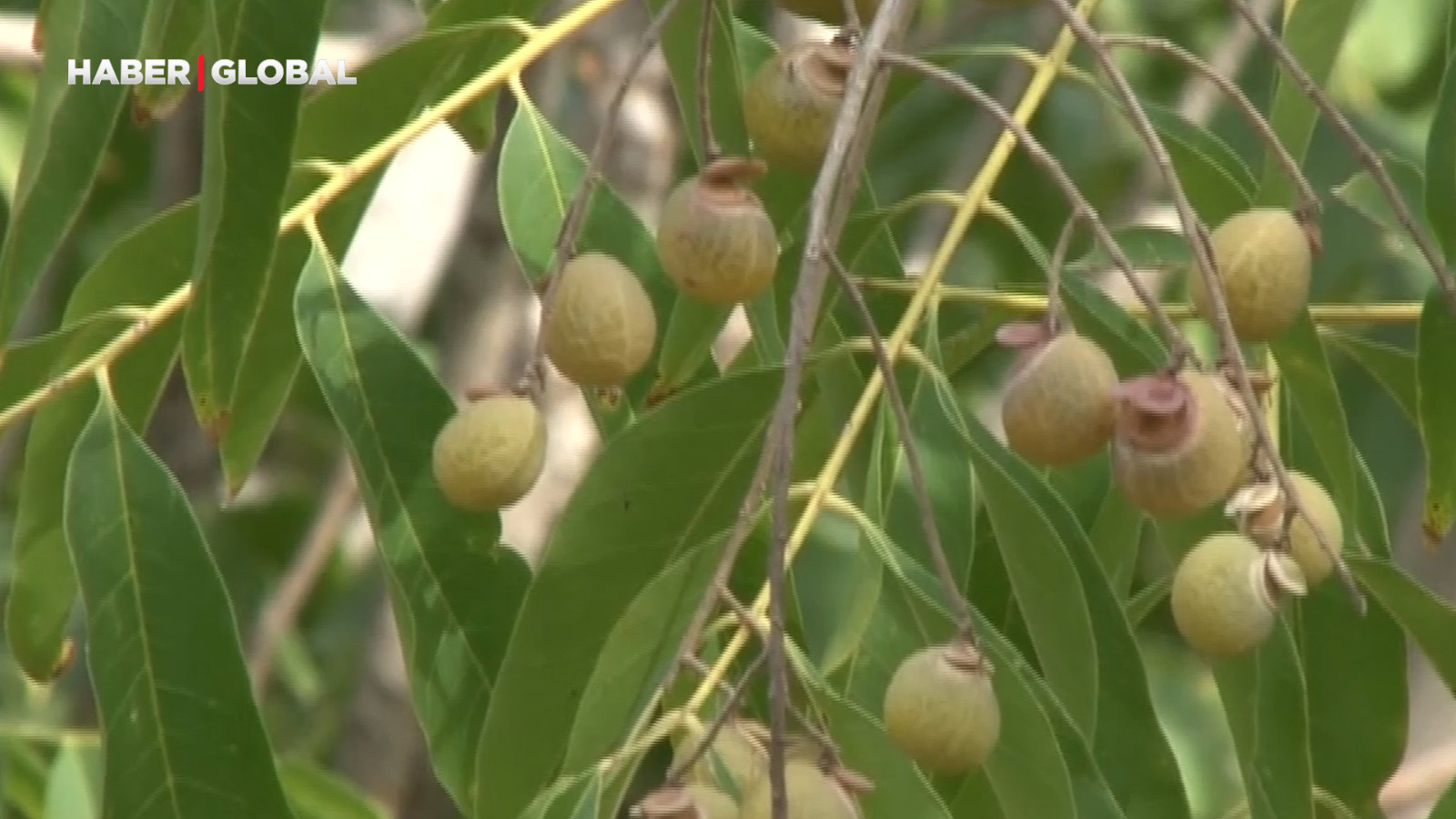 Bu ceviz yenmiyor, temizlik yapıyor, cildi güzelleştiriyor