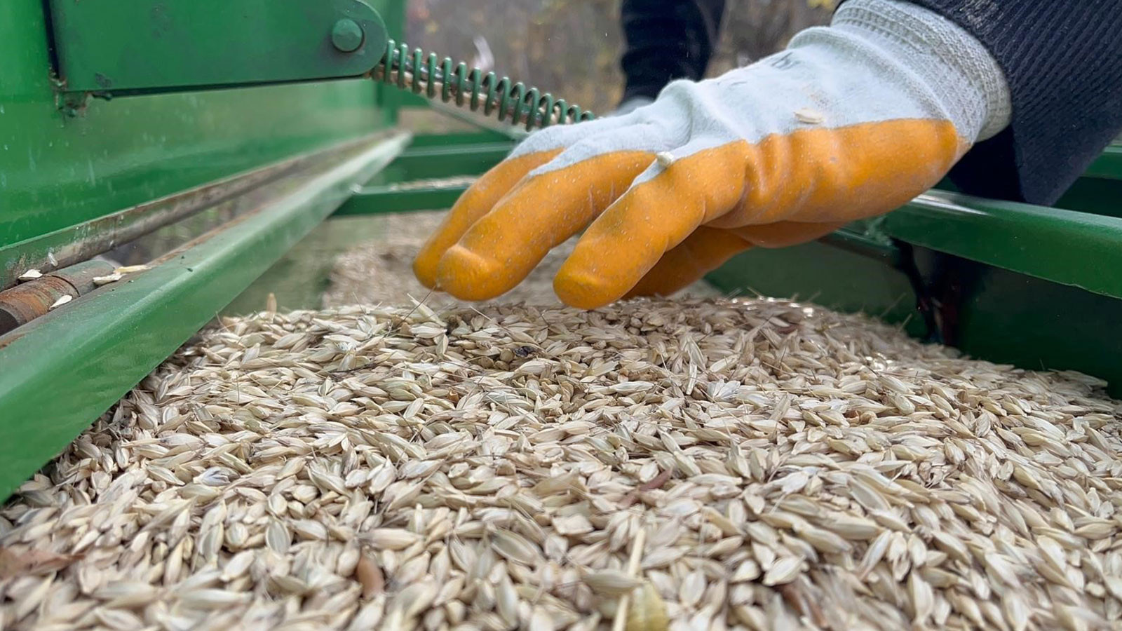 Kastamonu'da "buğdayın atası" siyez, toprakla buluştu