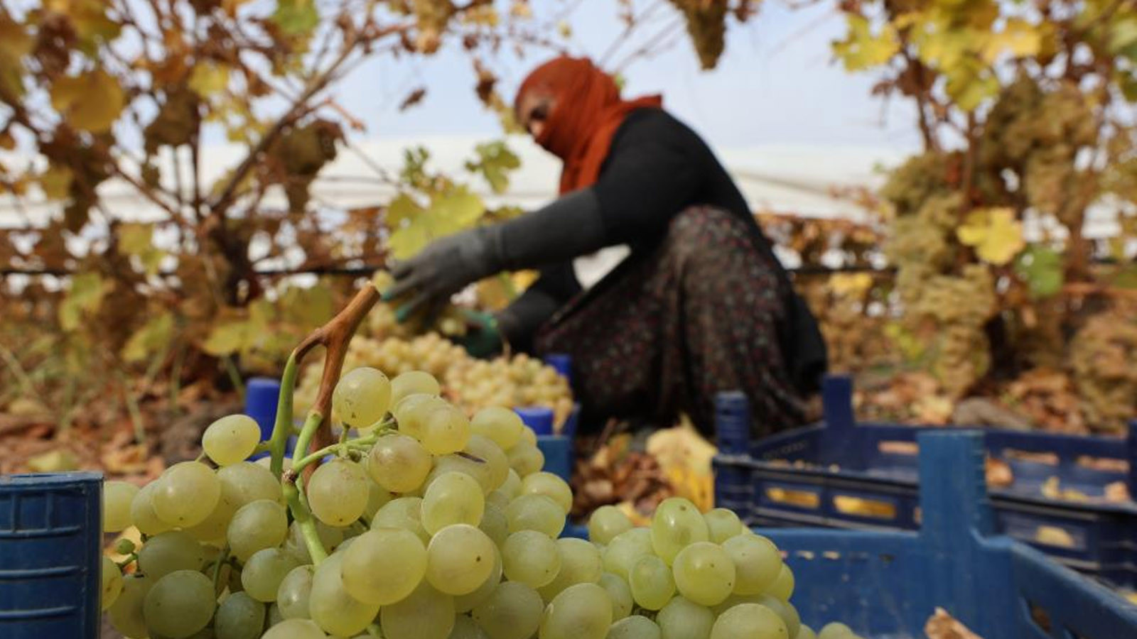 Üzümü don vurdu, rekolte yüzde 80 düştü